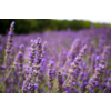 Levanduľa 100% éterický olej