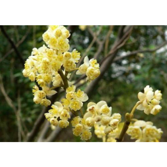 Litsea cubeba éterický olej