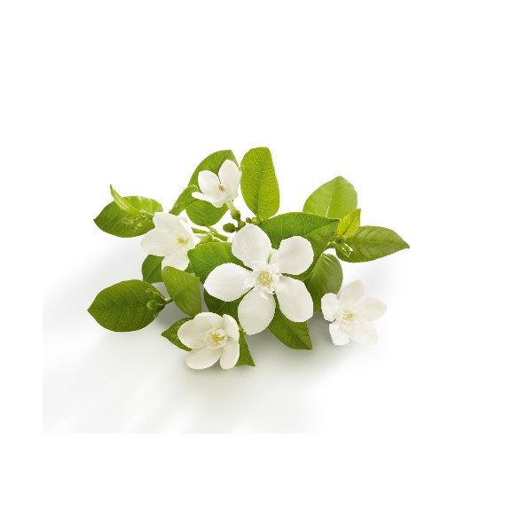 kvety sevillského pomarančovníka