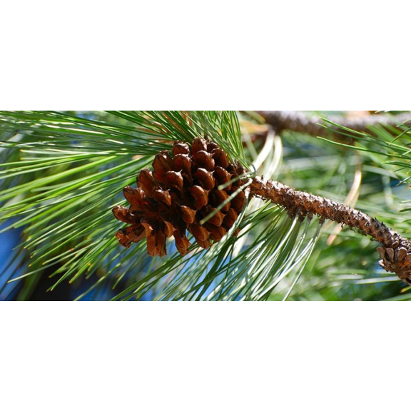 borovica éterický olej